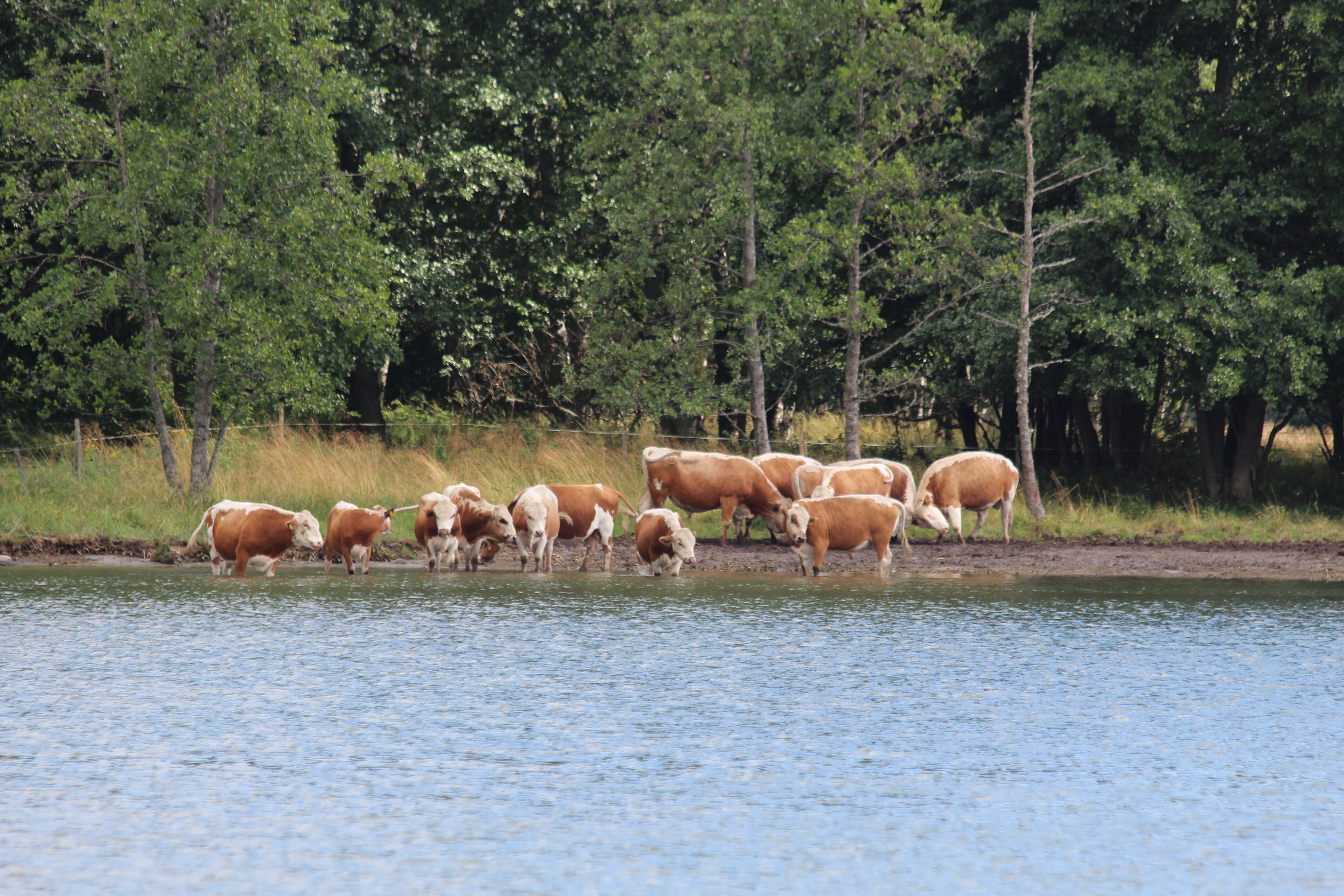 Matkalla lehmät olivat laiduntamassa rannalla.